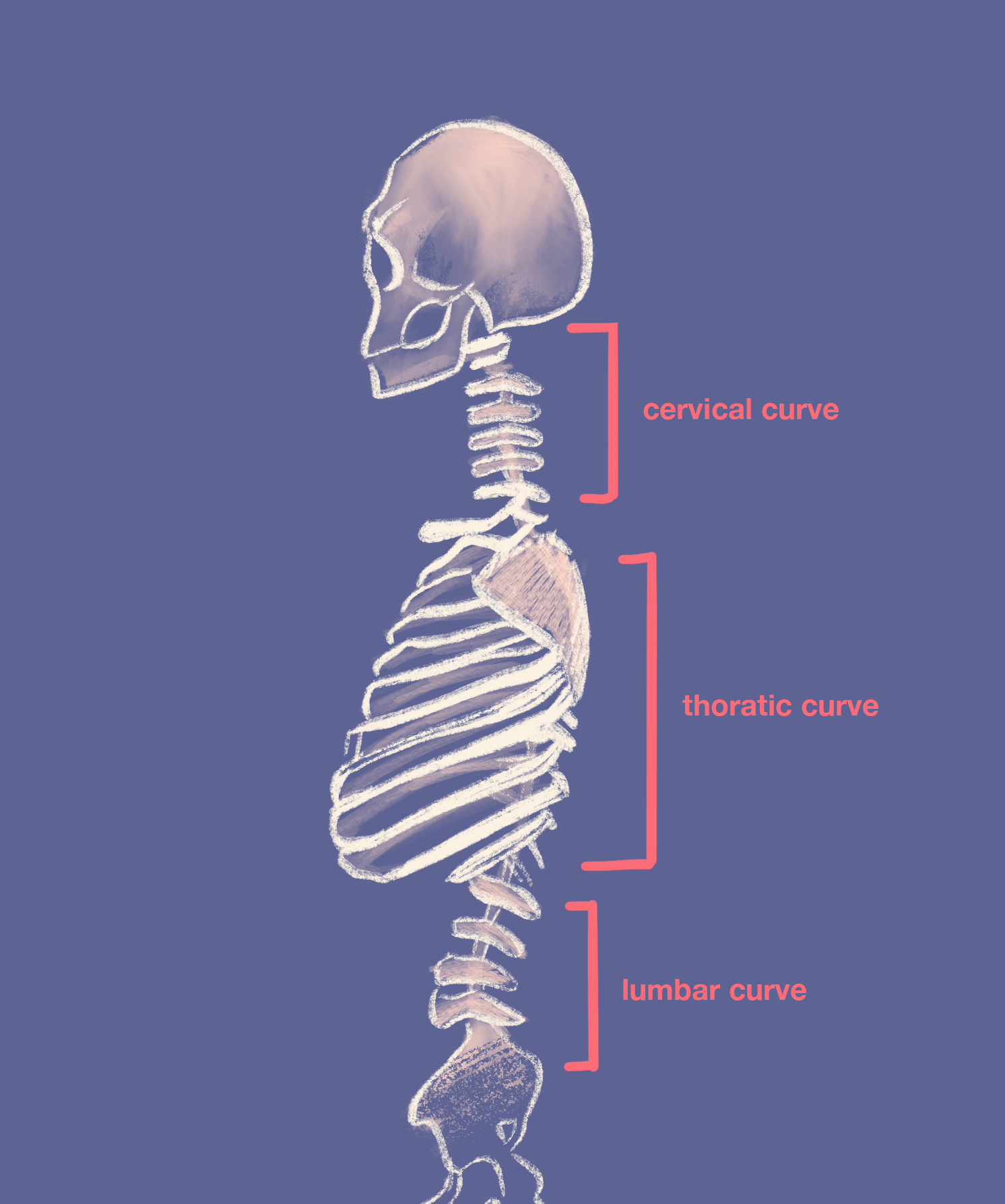 vertebrae anatomy