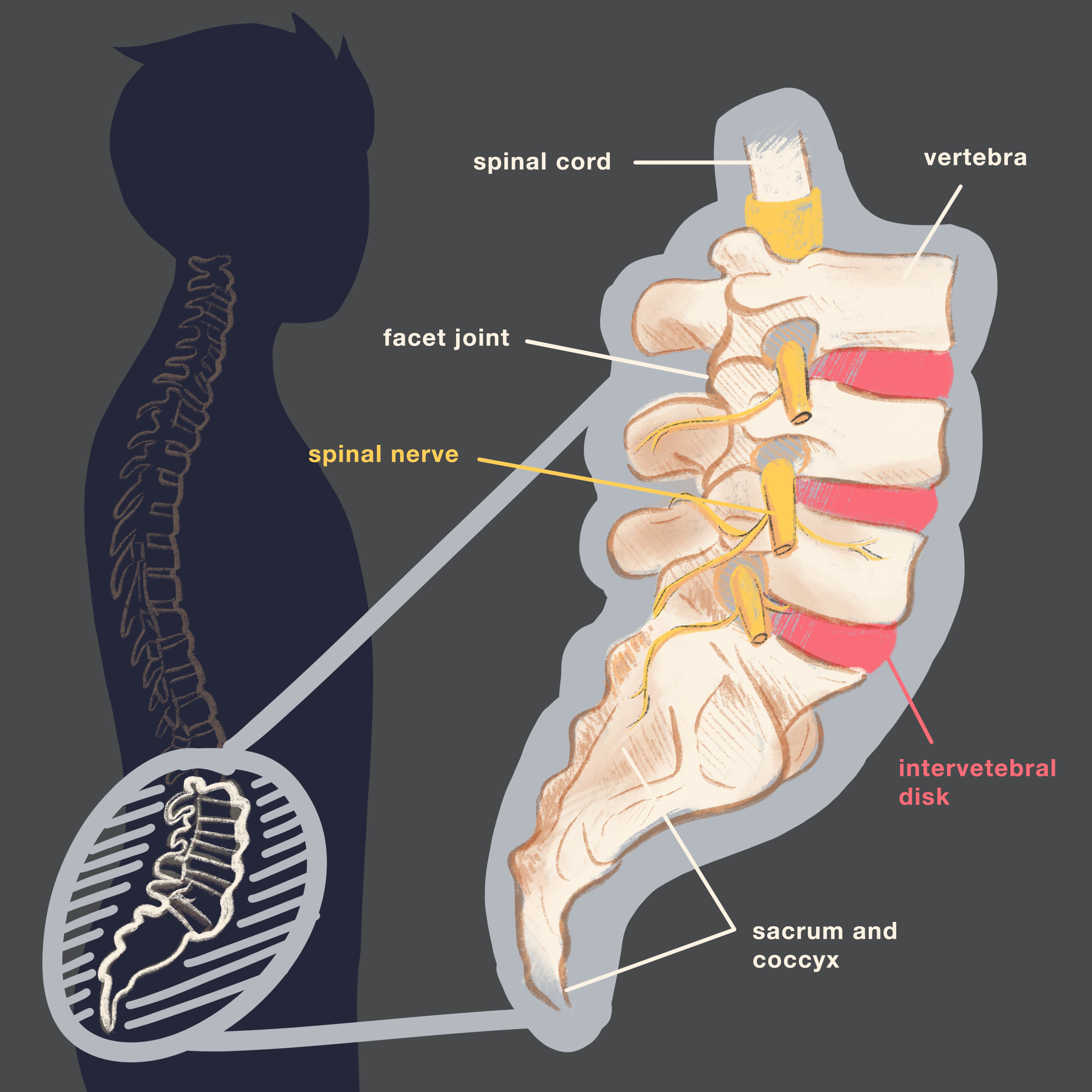 What are the Structural Components of Your Spine?: Bonaventure Ngu, MD:  Orthopaedic Spine Surgeon