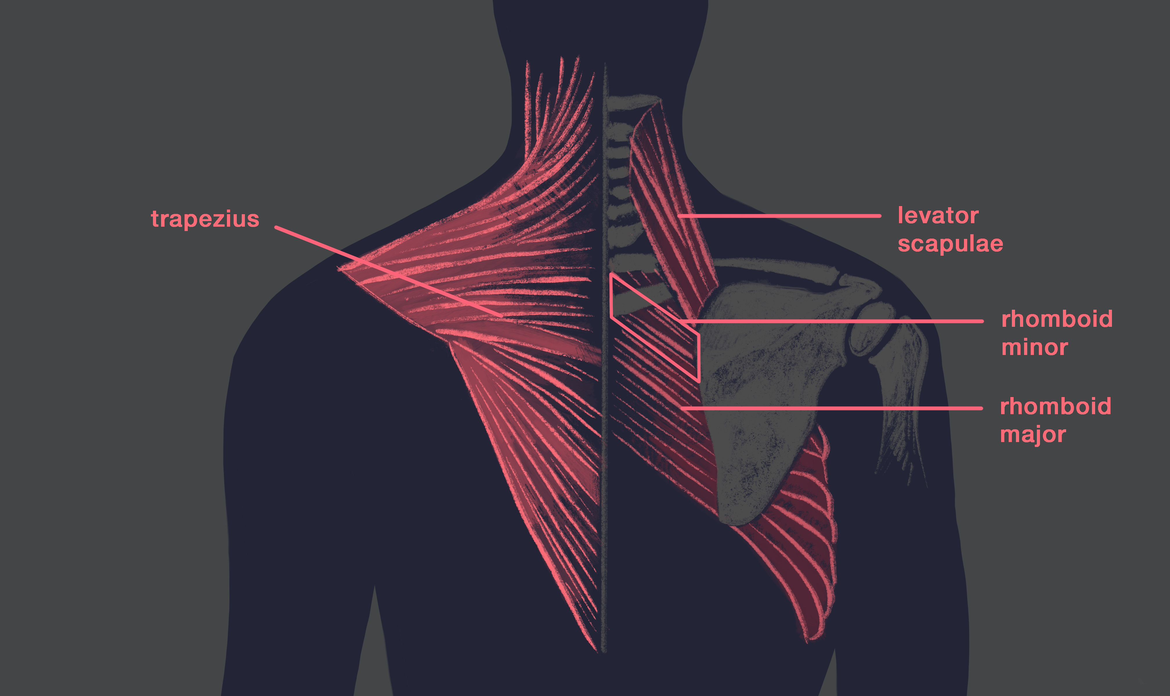 vertebrae anatomy