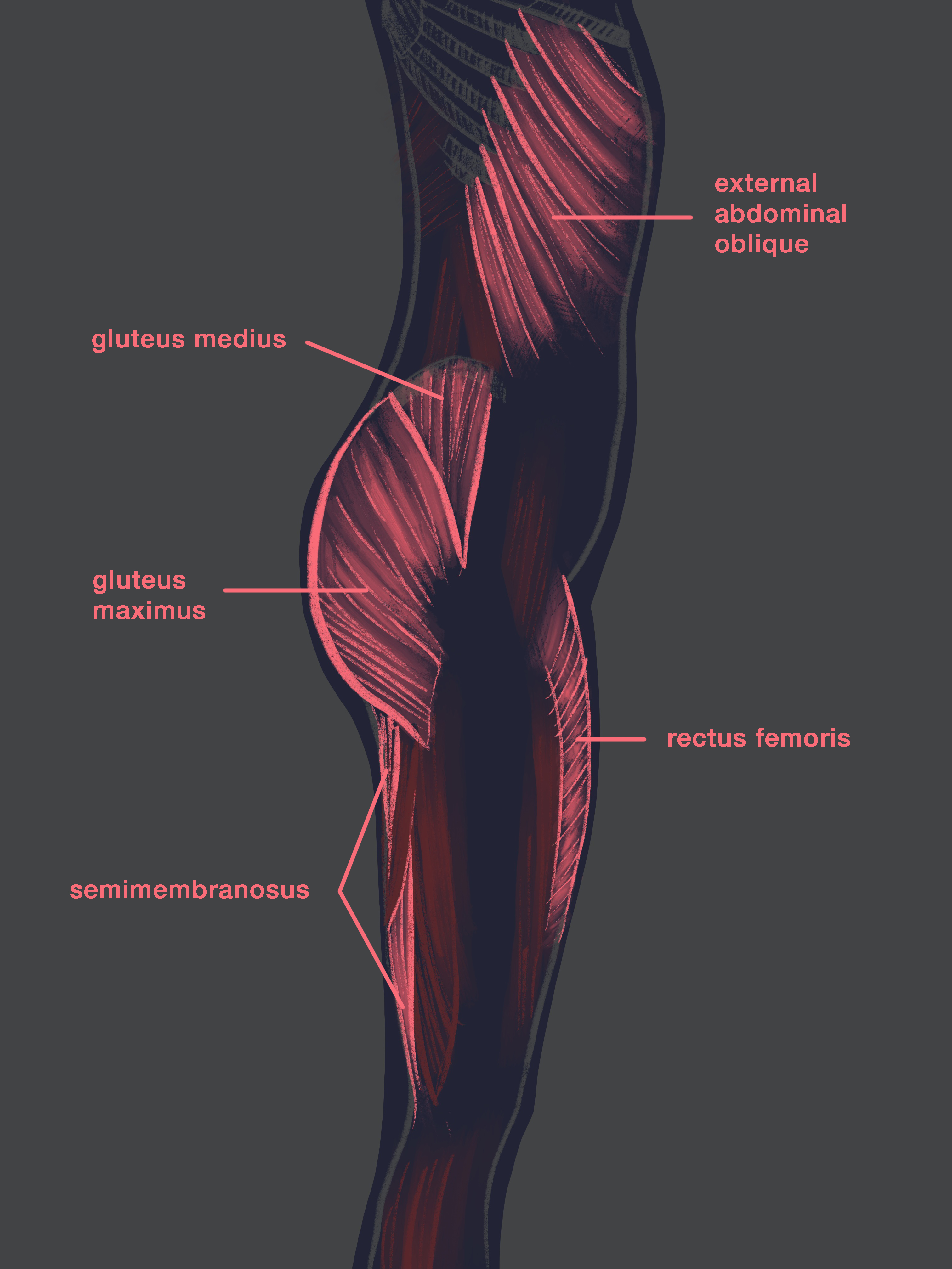 Spine Anatomy (Basics) - Bone Fit™